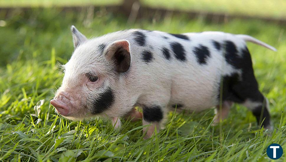 Investigado un joven en Burgos por abandonar un cerdo vietnamita, considerado especie exótica   