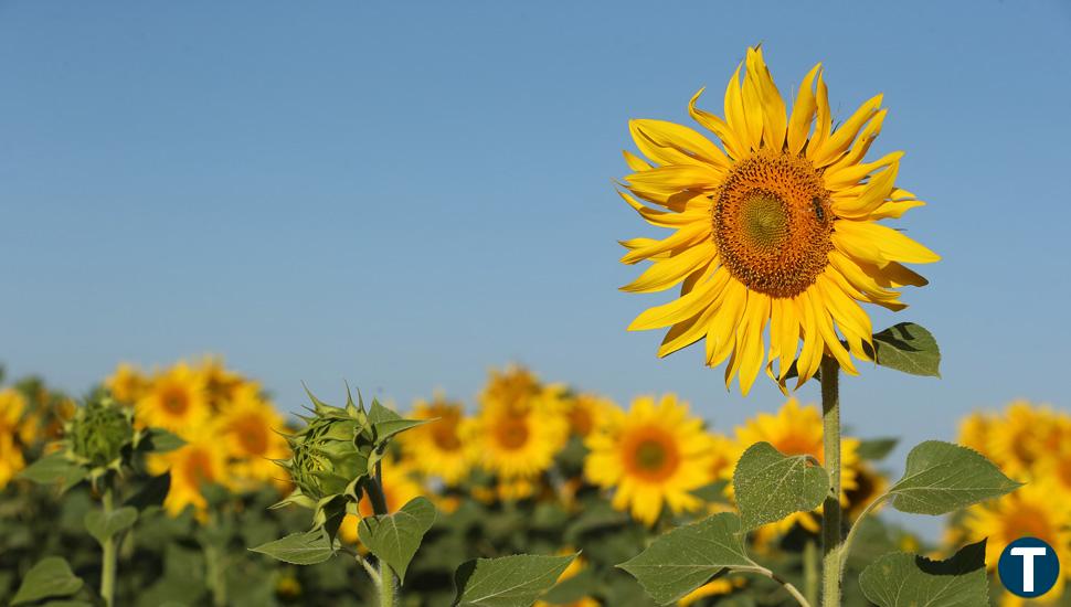 Castilla y León: Lista para ampliar la siembra de girasol en una campaña en la que puede llegar a 320.000 hectáreas