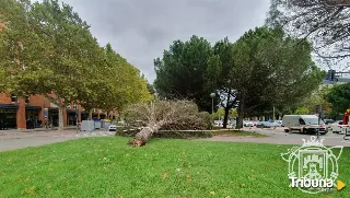 Dos heridos en Burgos tras caerles encima un pino de grandes dimensiones y una rama de un árbol